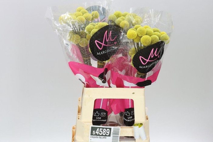 <h4>Craspedia Big Yellow</h4>