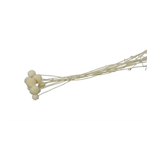 Preserved Craspedia x10 50cm 30g