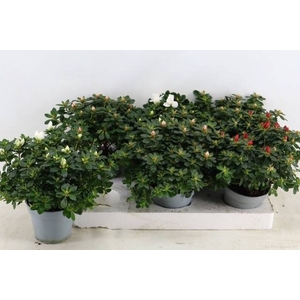 RHODO SI GEM