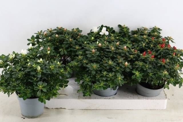<h4>RHODO SI GEM</h4>