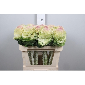 Brass Ov Round White