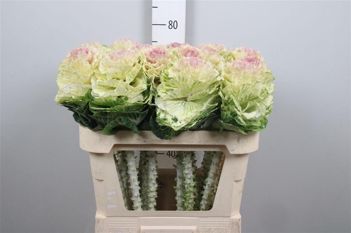 <h4>Brass Ov Round White</h4>