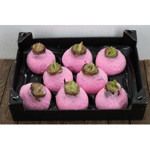 Wax Hipp Gl Pink Rose