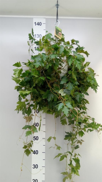 <h4>Cissus rhombifolia 'Ellen Danica'</h4>