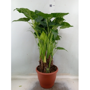 Alocasia cucullata
