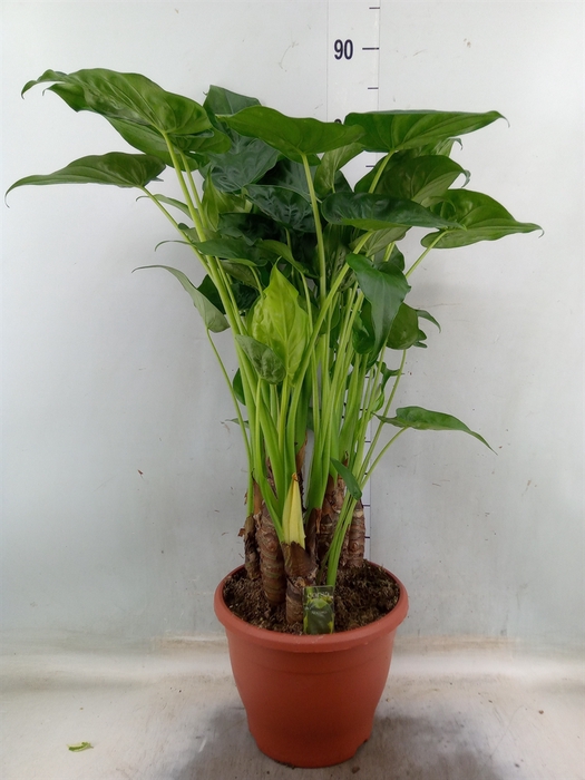 <h4>Alocasia cucullata</h4>