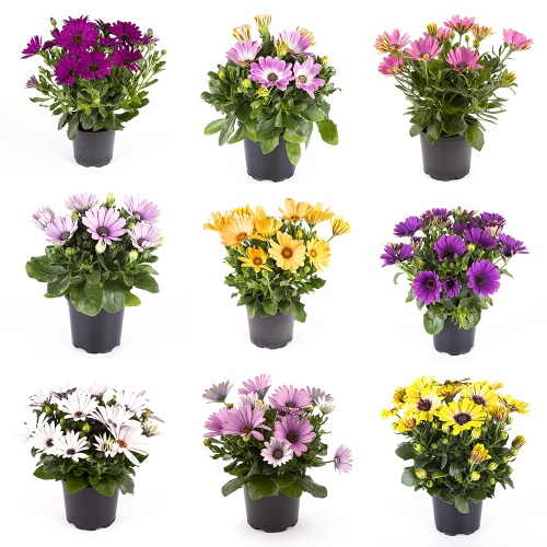 <h4>OSTEOSPERMUM ECKLONIS P11 MIX</h4>