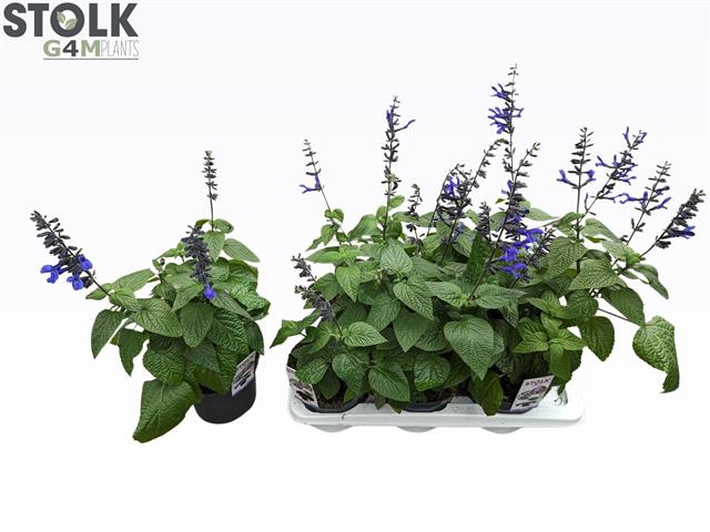 SALVIA BLACK & BLOOM