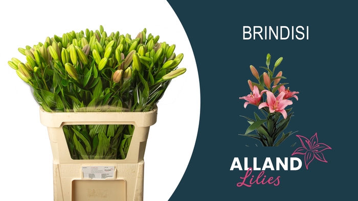 <h4>LI LA BRINDISI</h4>