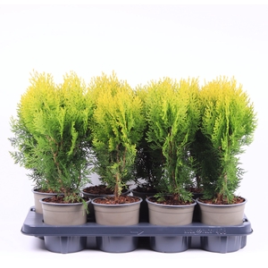 Platycladus orientalis Aurea Nana