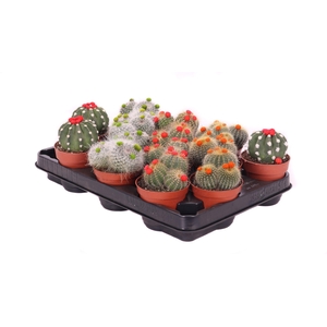 Cactus stro 8,5 cm