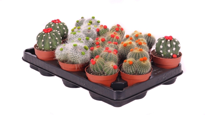 <h4>Cactus stro 8,5 cm</h4>