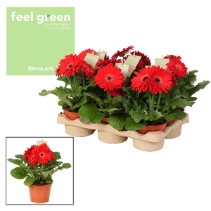 Gerbera rode tinten 2+ bl. Feel Green, nature Decorum