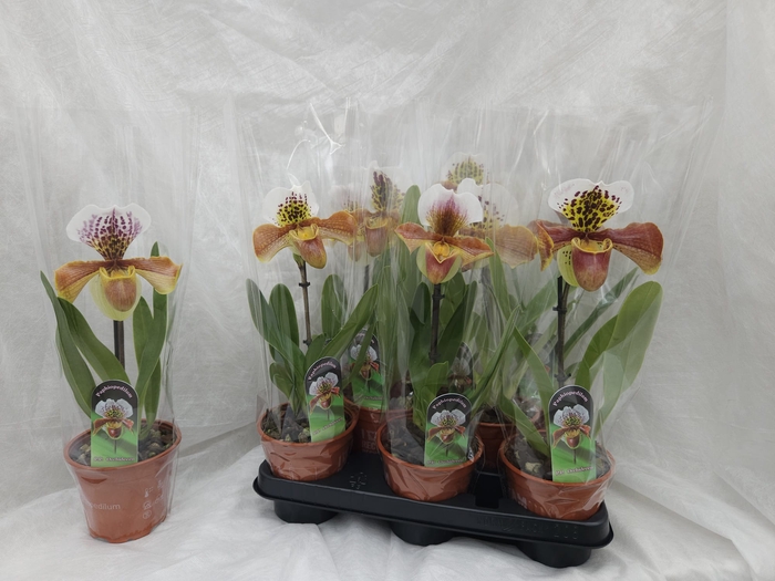 <h4>PAPH AMERIKA HYB GEM</h4>