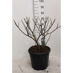 Edgeworthia chrys. 'Grandiflora'