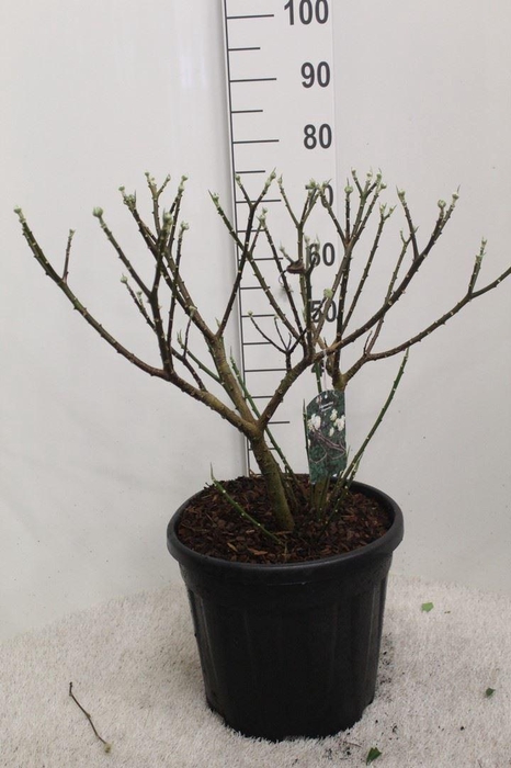 <h4>Edgeworthia chrys. 'Grandiflora'</h4>