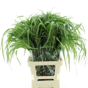 Panicum Fountain