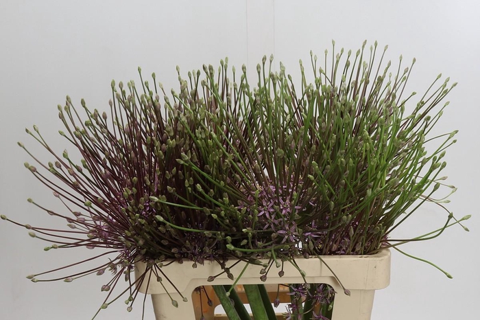 <h4>Allium Schubertii</h4>