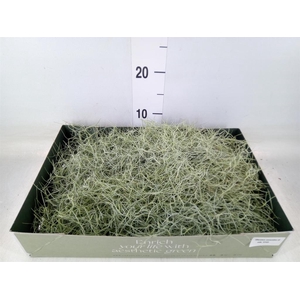 Tillandsia usneoides