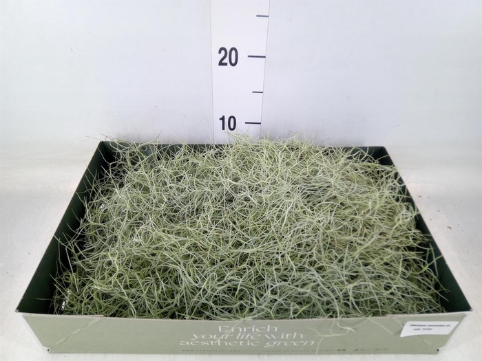 <h4>Tillandsia usneoides</h4>