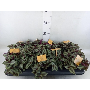 Tradescantia zebr. 'Purpusii'
