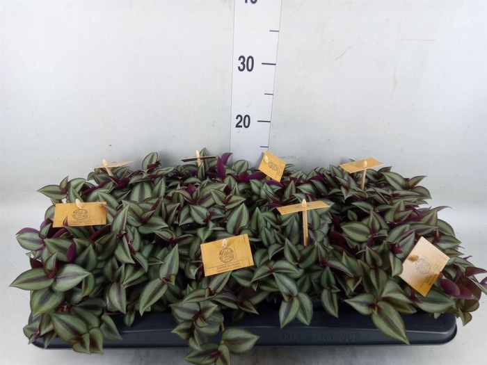 <h4>Tradescantia zebr. 'Purpusii'</h4>