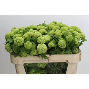 Viburnum Opulus Roseum