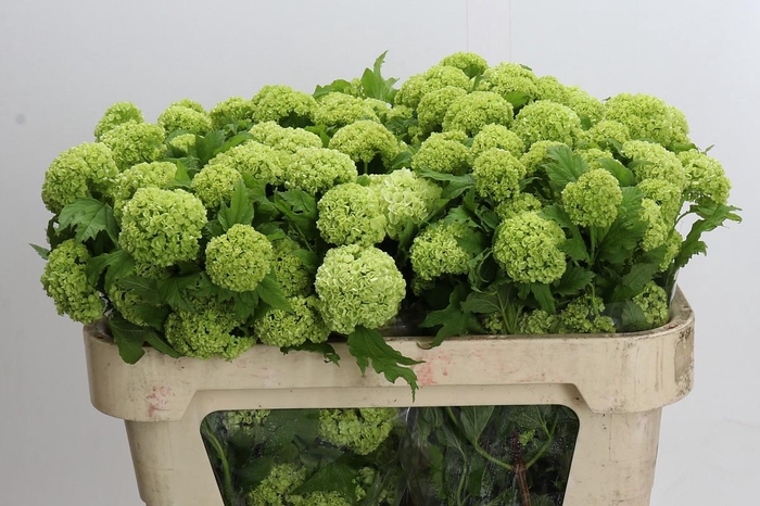 <h4>Viburnum Roseum</h4>