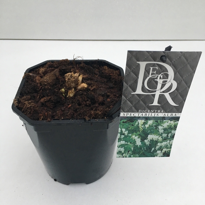 <h4>Dicentra spect. Alba</h4>
