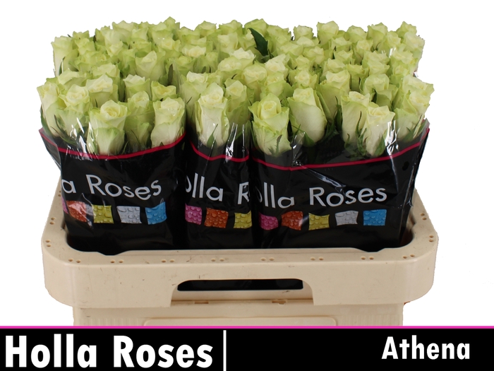 R GR ATHENA