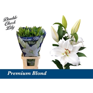 Li Or Premium Blond 5+ Double Check