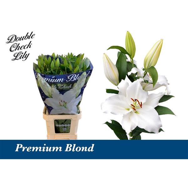 <h4>Li Or Premium Blond 5+ Double Check</h4>