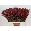 Leucadendron Jester
