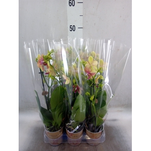 Phalaenopsis multi.   ...yellow