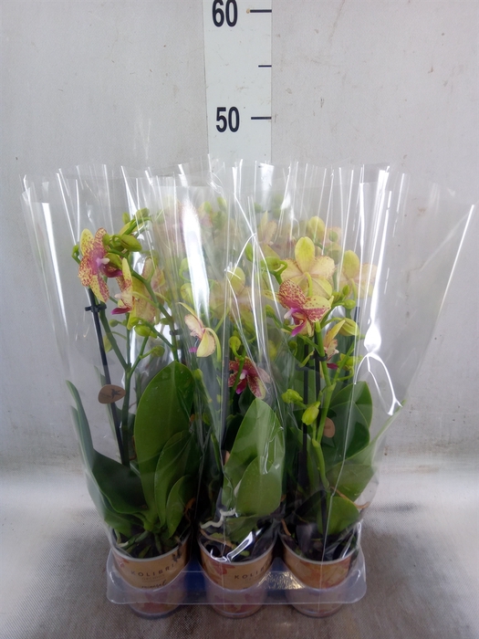 <h4>Phalaenopsis multi.   ...yellow</h4>