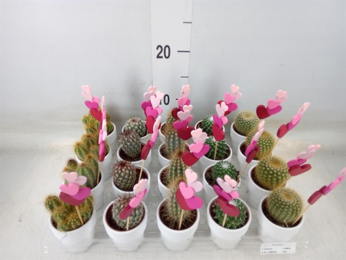 <h4>Cactus   ...mix</h4>