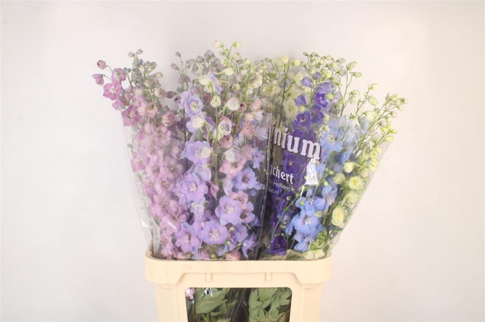 <h4>Delph El Dewi Mixed</h4>