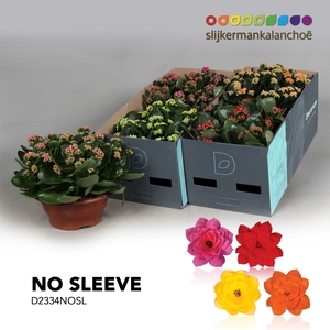 Kalanchoe No Sleeve - Mix