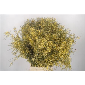 Ginster Yellow Per Bunch