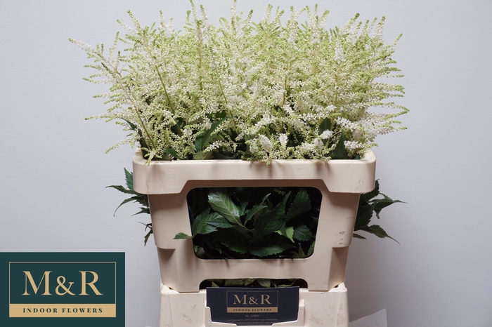 <h4>ASTIL JA WASHINGTON</h4>