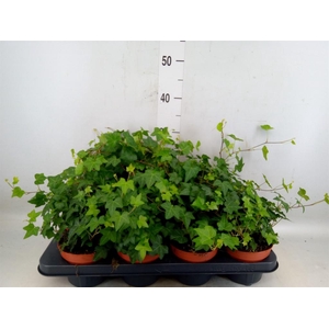 Hedera helix 'Pittsburgh'