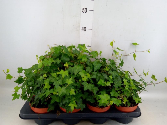 <h4>Hedera helix 'Pittsburgh'</h4>