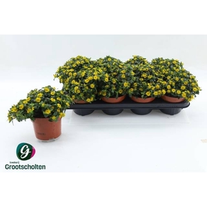 SANV PROCUMBENS