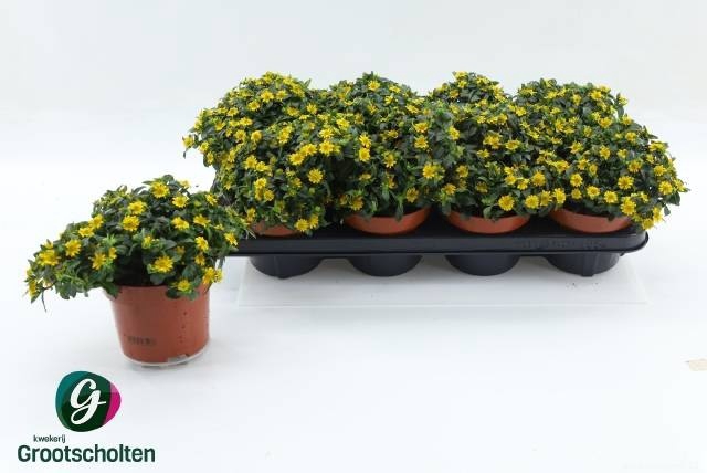 <h4>SANV PROCUMBENS</h4>