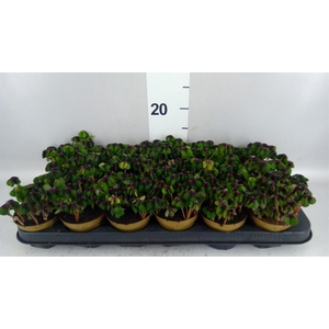 Oxalis deppei