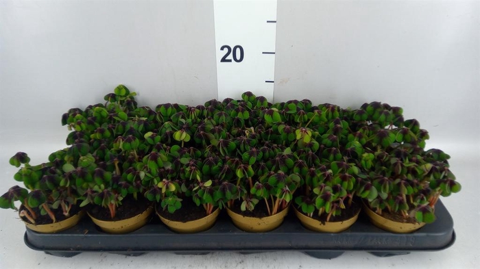 <h4>Oxalis deppei</h4>
