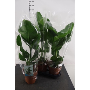 Strelitzia19 Cm. P. Nicolai 90 Cm. Hoog