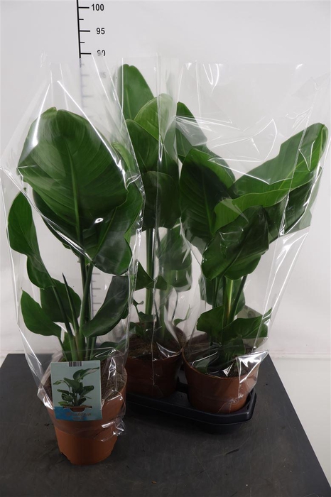 <h4>Strelitzia19 Cm. P. Nicolai 90 Cm. Hoog</h4>
