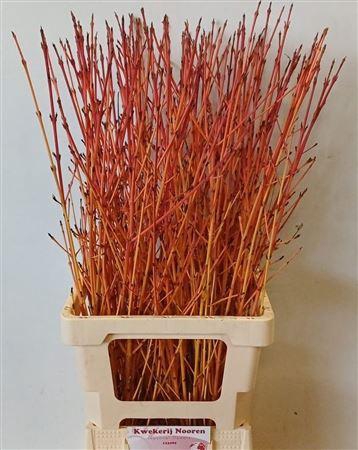 <h4>Cornus Sa Winter Beauty</h4>