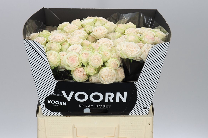 <h4>Rosa Tr Galina</h4>